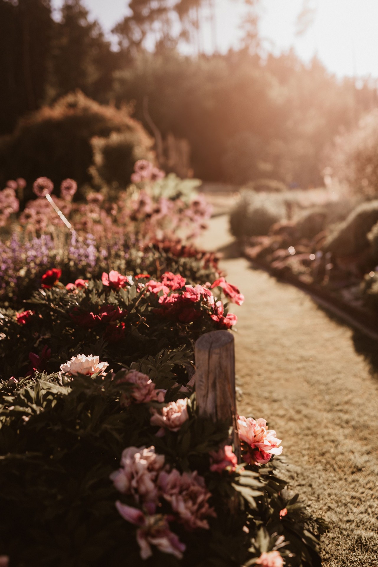Cottage Garden Renewal